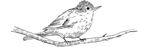 illustration le parc et activites